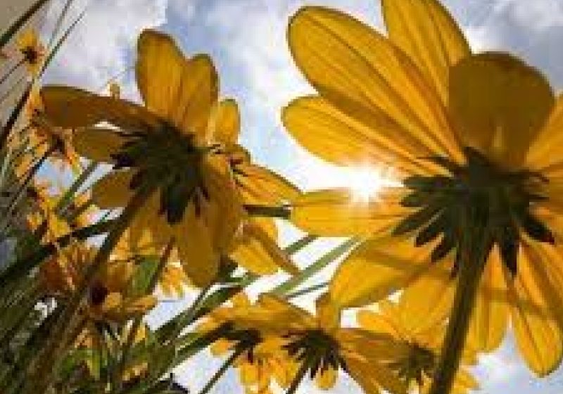 METEO: VINE PRIMĂVARA – Cum va fi vremea mâine în Sighet şi localităţile învecinate