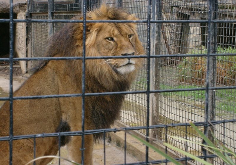 O tânără din SUA muşcată de o leoaică la Zoo în Rădăuţi