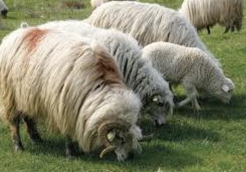 Statul va sprijini cu câte 50.000 de euro înfiinţarea a 1.000 de ferme familiale