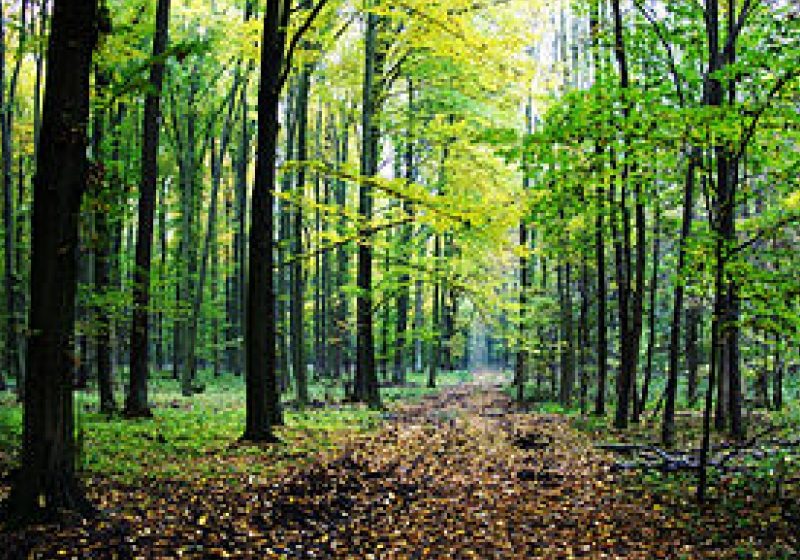 Suprafaţa fondului forestier în proprietatea publică a statului s-a redus cu 3,02 milioane ha, în ultimii 20 de ani Suprafaţa fondului forestier în proprietatea publică a statului s-a redus cu 3,02 milioane ha, în ultimii 20 de ani
