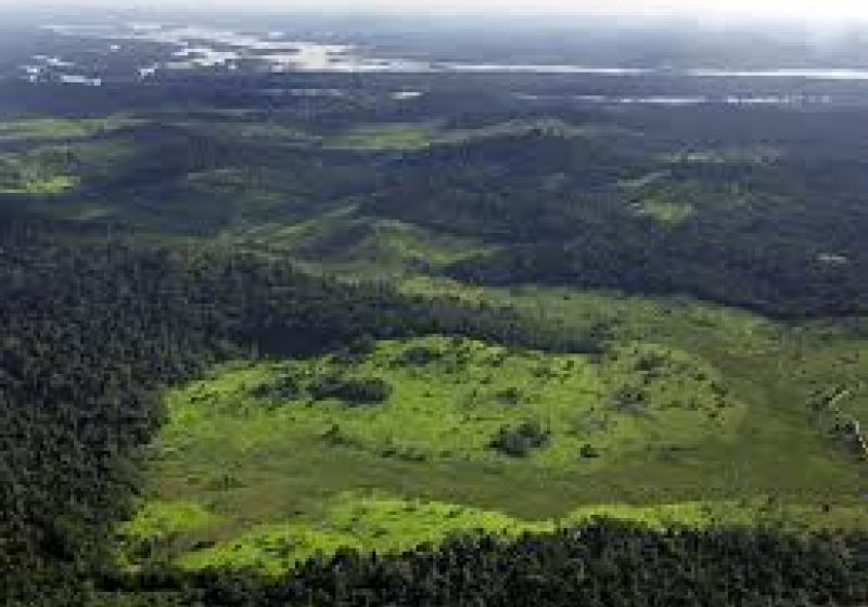 Maramureş: O femeie a revendicat cu succes aproape 9.000 de hectare de pădure, invocând un testament care-i lăsa un pat şi un scrin Maramureş: O femeie a revendicat cu succes aproape 9.000 de hectare de pădure, invocând un testament care-i lăsa un pat şi un scrin