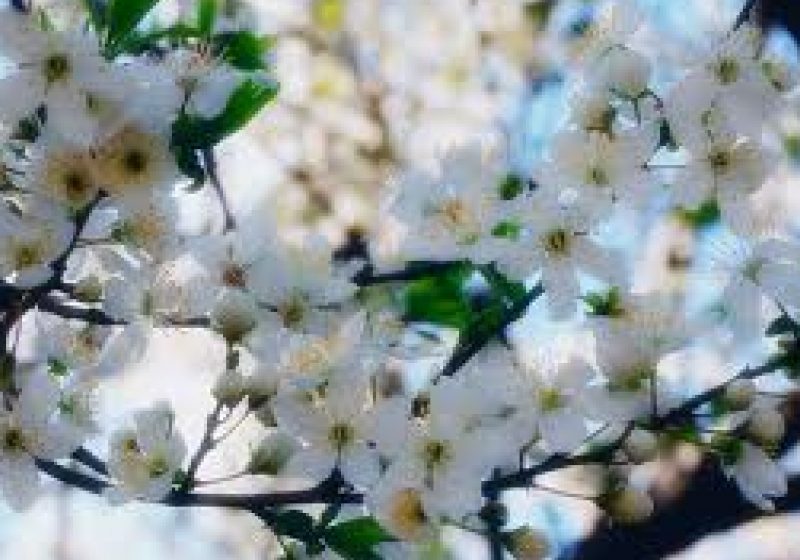VREMEA până pe 14 aprilie. Ce temperaturi vor fi în fiecare regiune a ţării VREMEA până pe 14 aprilie. Ce temperaturi vor fi în fiecare regiune a ţării