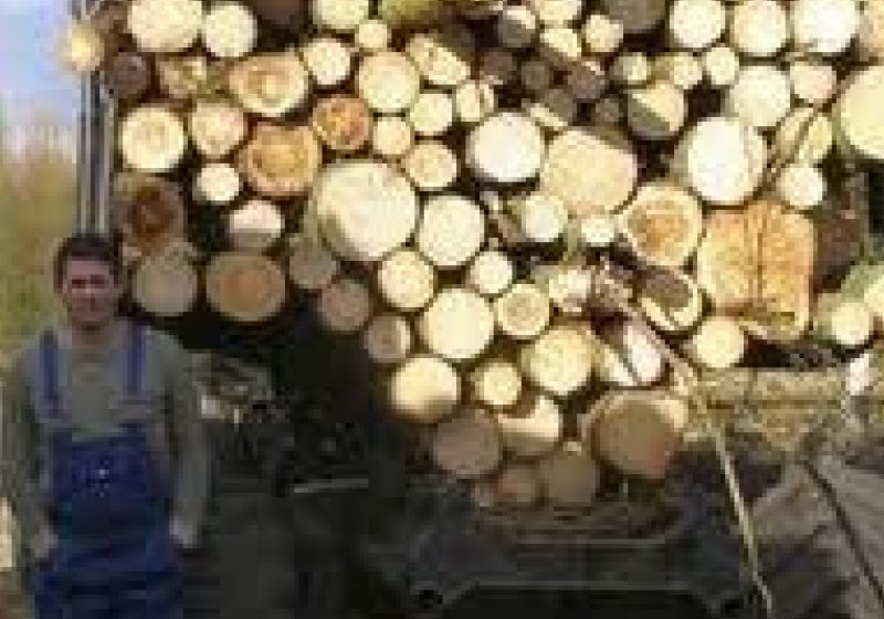 Se taie din pădurile Săpânţei. 6 infracţiuni silvice constate de oamenii legii Se taie din pădurile Săpânţei. 6 infracţiuni silvice constate de oamenii legii