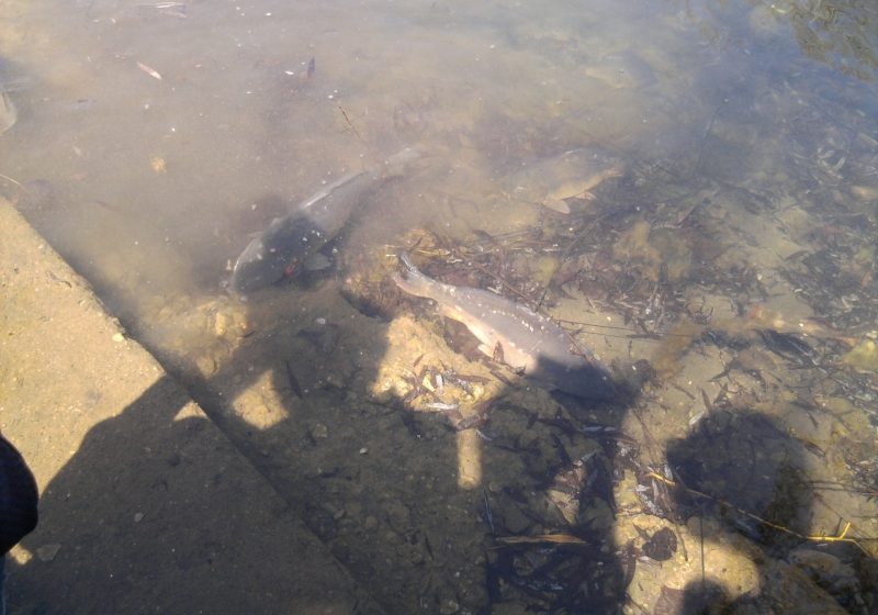 SIGHET: 500 kg de crap au fost aduse în Lacul Tepliţa
