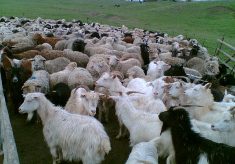 SIGHET: Crescătorii de ovine/caprine îşi pot depune cererile de finanţare pe cap de animal până la data de 30 aprilie