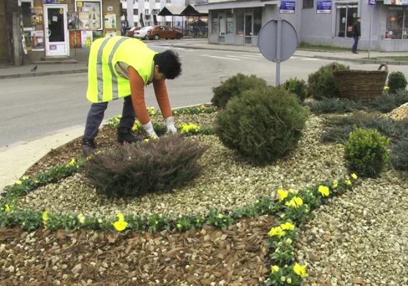 Sighet: Primele flori de sezon au fost plantate azi în sensurile giratorii din municipiu