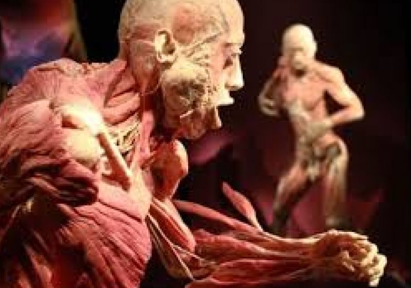 Ziua Porţilor Deschise pentru profesori, la expoziţia "The Human Body" de la Antipa