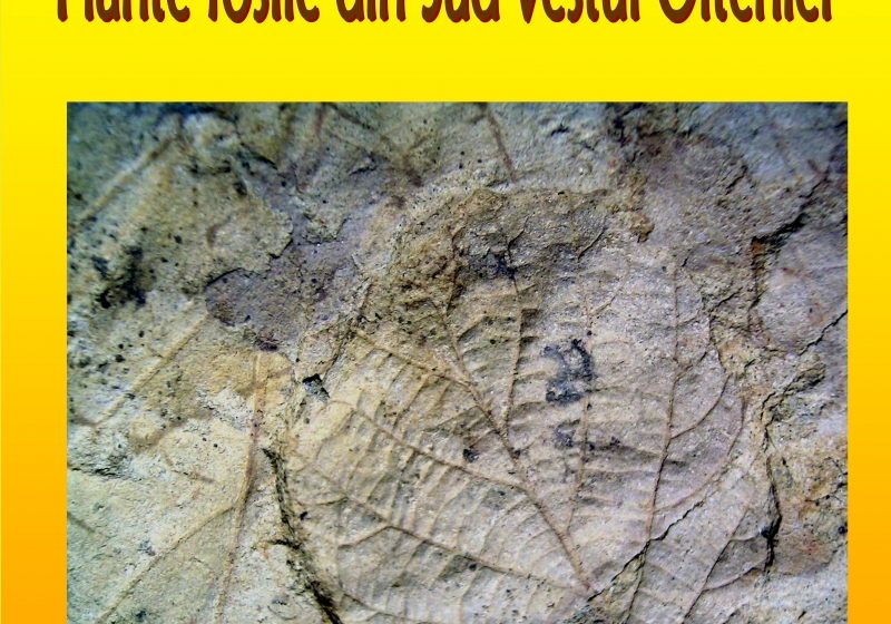 Baia Mare: PLANTE FOSILE DIN REGIUNEA PORȚILE DE FIER ÎNTR-O EXPOZIȚIE LA MUZEUL DE MINERALOGIE BAIA MARE