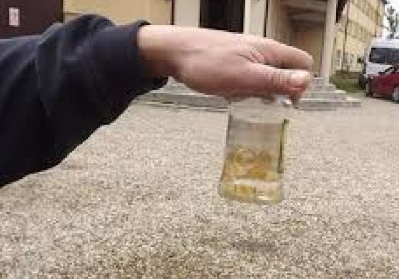 ”Au apărut imediat după ploaia de ieri!” Locuitorii din Lugoj sunt uluiţi: ASTA s-a mai întâmplat o singură dată, într-un oraş din Anglia! ”Au apărut imediat după ploaia de ieri!” Locuitorii din Lugoj sunt uluiţi: ASTA s-a mai întâmplat o singură dată, într-un oraş din Anglia!