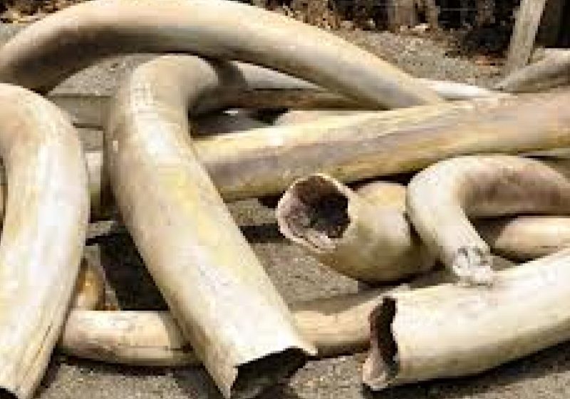 Distrugerea a 5 tone de fildeş de către poliţia filipineză, o premieră în Asia