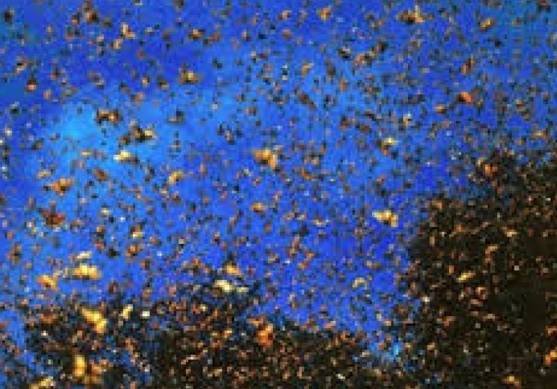 Madridul a fost invadat de milioane de fluturi de noapte, aduşi de vremea capricioasă