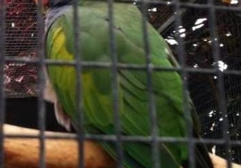 Brăila: Grădina Zoologică sărbătoreşte 30 de ani de existenţă Brăila: Grădina Zoologică sărbătoreşte 30 de ani de existenţă