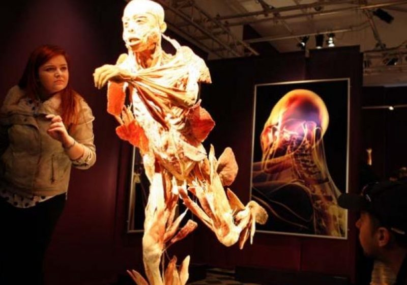 Expozitia "The Human Body" se prelungeste pana pe 4 august Expozitia "The Human Body" se prelungeste pana pe 4 august