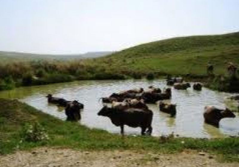 MĂSURI OBLIGATORII pentru crescătorii de animale pe timp de CANICULĂ MĂSURI OBLIGATORII pentru crescătorii de animale pe timp de CANICULĂ