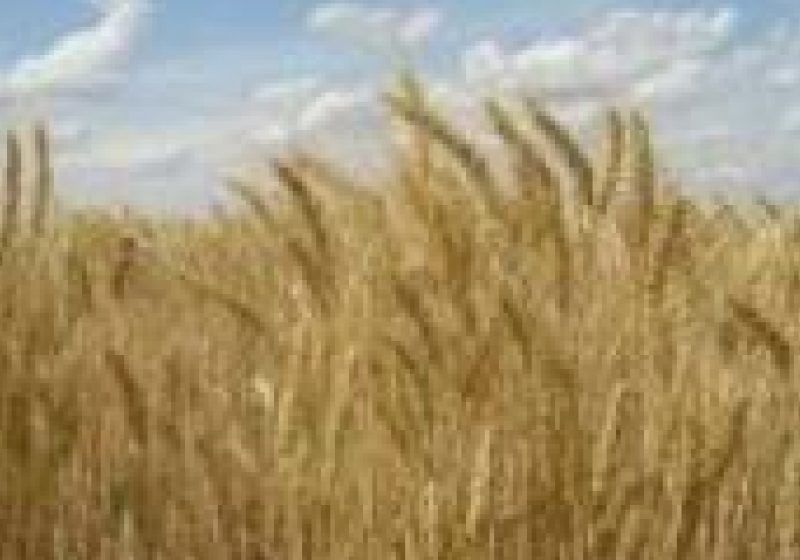 Recoltele record din acest an vor conduce probabil la scăderea preţurilor cerealelor