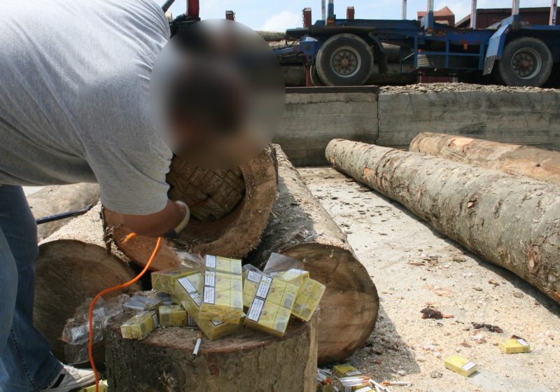 Suceava – Aproximativ 100.000 de pachete cu þigãri ascunse în busteni