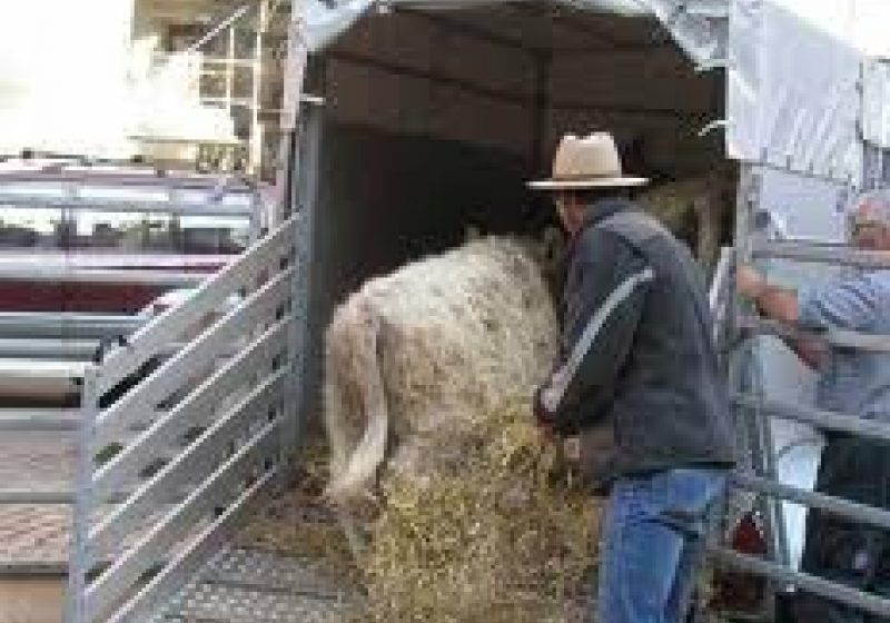 Maramureş: Amenzi în valoare de 3315 aplicate de medicii veterinari