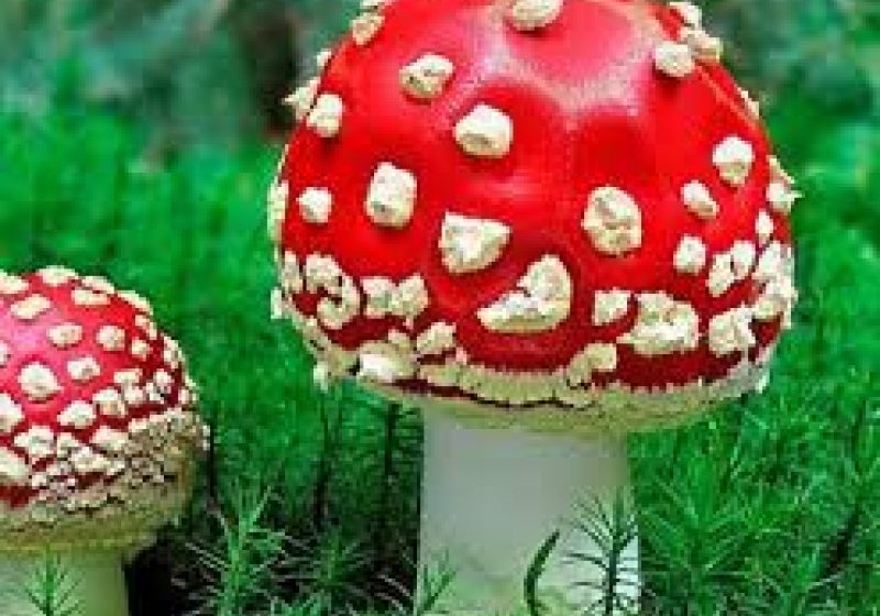 Baia Mare: TRAGEDIE – Ciupercile i-au adus moartea unui maramureşean Baia Mare: TRAGEDIE – Ciupercile i-au adus moartea unui maramureşean
