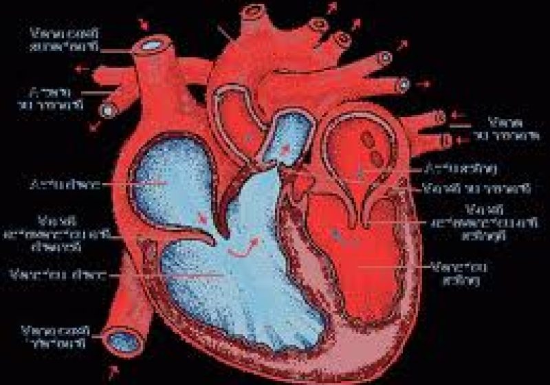 Bărbaţii care sar peste micul dejun riscă mai mult să facă o criză cardiacă Bărbaţii care sar peste micul dejun riscă mai mult să facă o criză cardiacă
