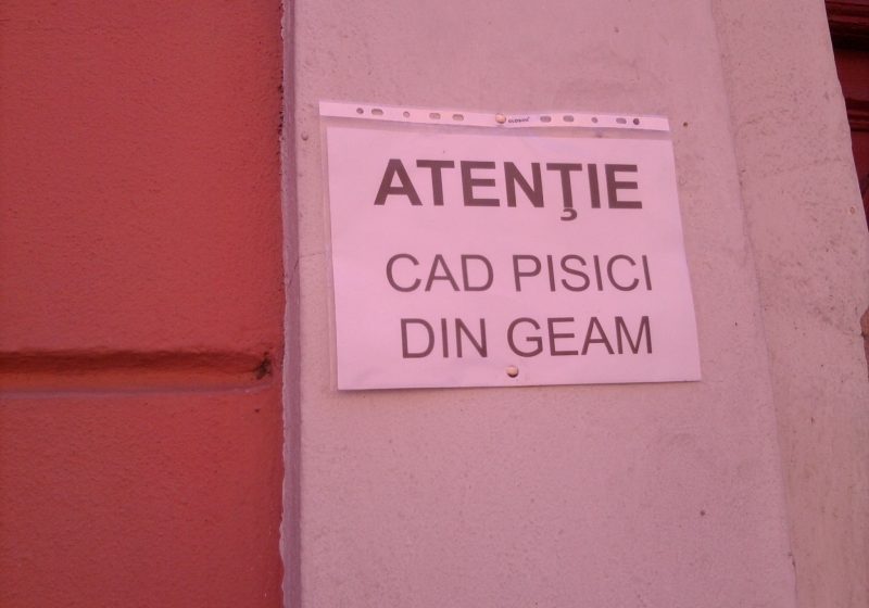 SIGHET: Problema pisicilor care cad din geam a intrat în atenţia autorităţilor locale