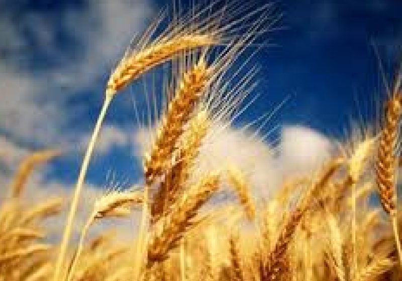 Egiptul se aprovizionează cu grâu din Rusia, Ucraina şi România