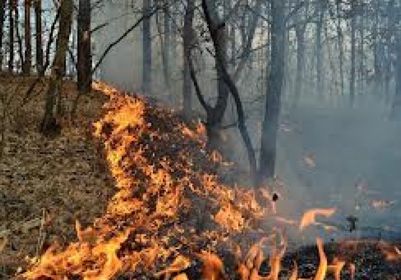 INCENDIU VEGETAŢIE: Un hectar de vegetaţie uscată a ars în zona Pasului Prislop INCENDIU VEGETAŢIE: Un hectar de vegetaţie uscată a ars în zona Pasului Prislop