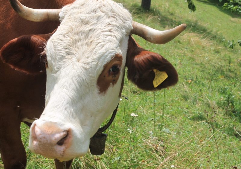 INCREDIBIL: Un bărbat a murit după ce o vacă a căzut peste el prin acoperişul casei