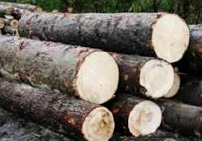 Material lemnos confiscat la Băseşti