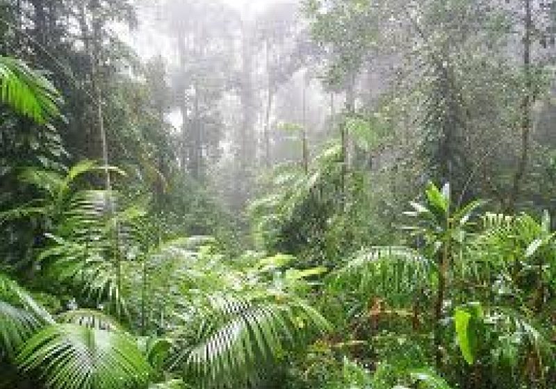 Pădurile tropicale vor absorbi tot mai puţin CO2 ca urmare a schimbărilor climatice