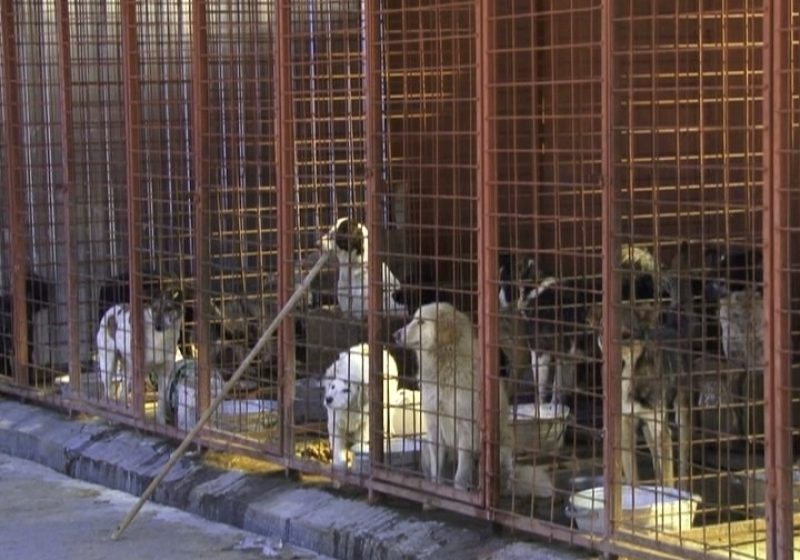 SIGHET: La adăpostul animalelor fără stăpân a fost angajat un îngrijitor cu normă întreagă