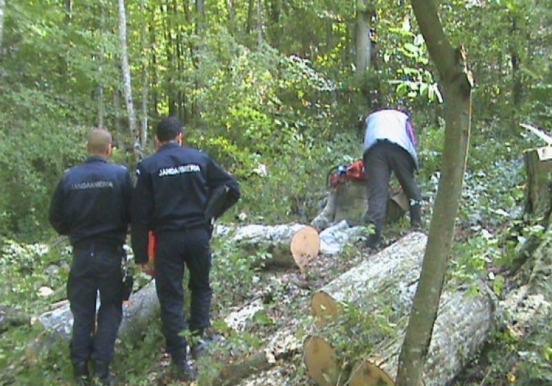 SIGHET: Un sighetean care transporta ilegal lemn din Agriş a fost prins de jandarmii care patrulau în zonă