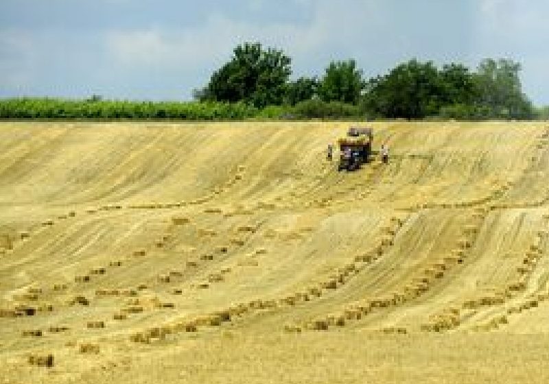 Producătorii agricoli sunt nemulţumiţi de preţurile de achiziţie a produselor agricole şi solicită intervenţia Guvernului