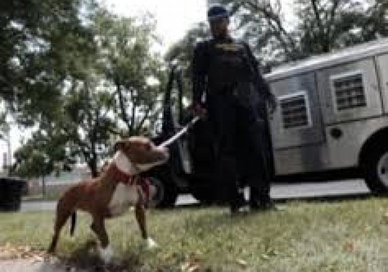 ORAŞUL ABANDONAT: Zeci de mii de maidanezi, pe străzile din Detroit, aproape pustiu din cauza crizei ORAŞUL ABANDONAT: Zeci de mii de maidanezi, pe străzile din Detroit, aproape pustiu din cauza crizei