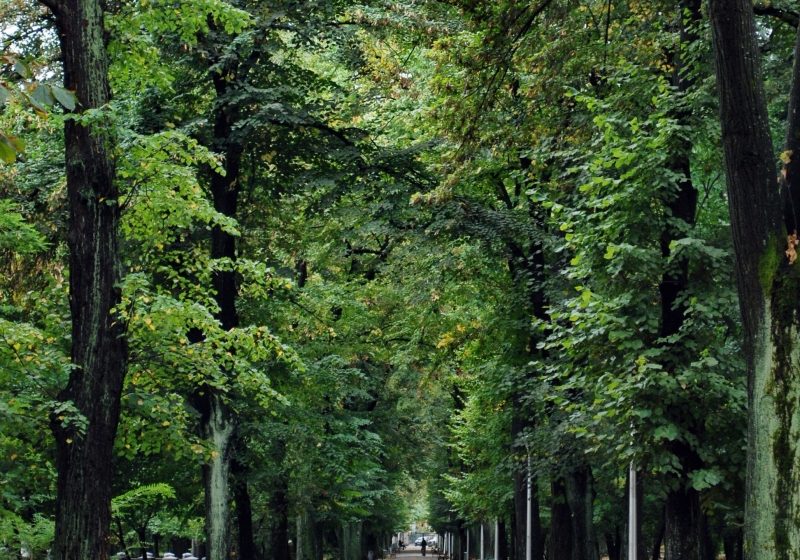 PROGNOZĂ ANM: Ce vreme vom avea în Maramureș în următoarele două săptămâni
