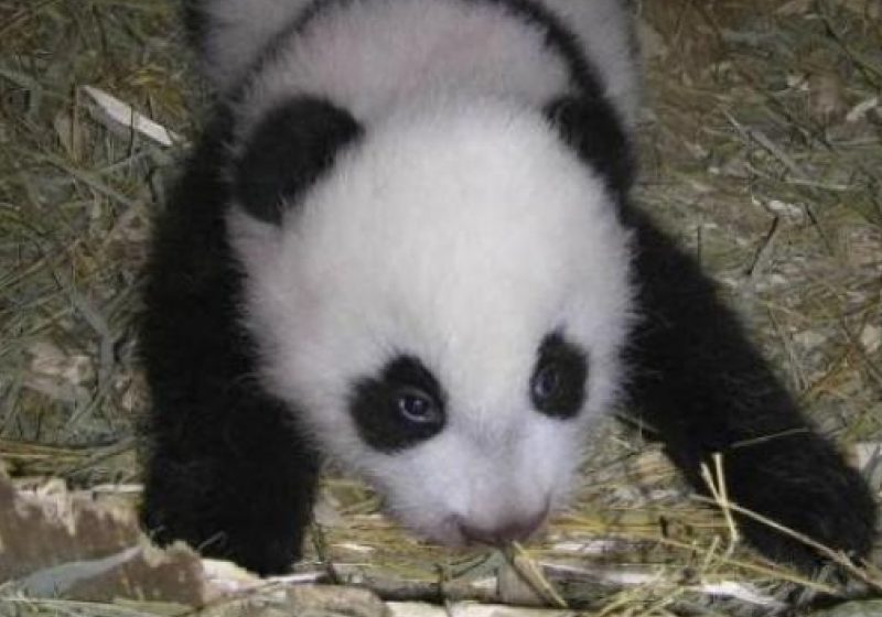 Un pui de urs panda gigantic s-a născut la o grădină zoologică