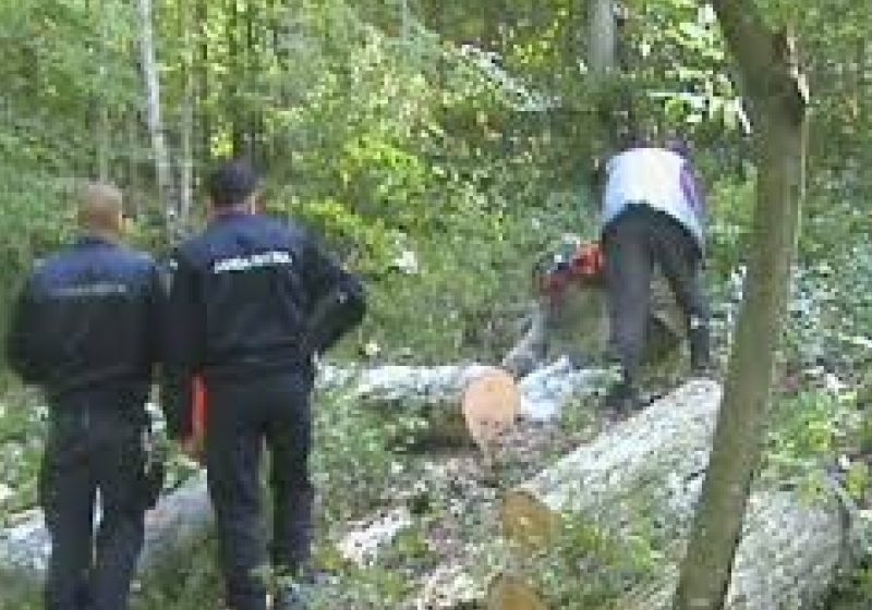 „Scutul Pădurii 2013” , acţiuni de prevenire şi combatere a delictelor silvice