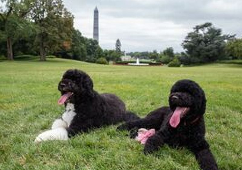 După Bo, familia Obama şi-a luat un al doilea căţel, Sunny