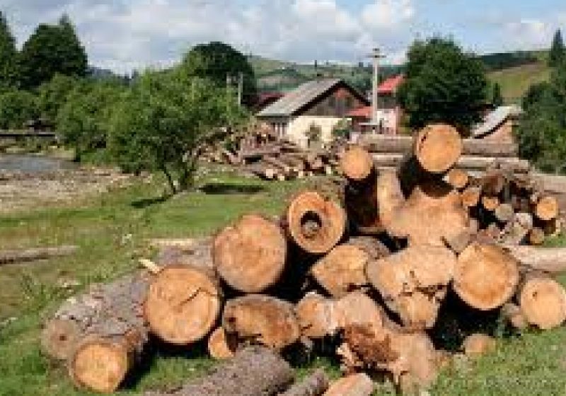 A tăiat şi sustras arbori de pe proprietatea unei consătene