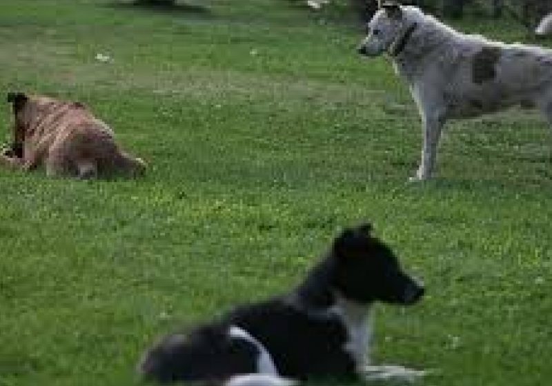 Oprescu, despre eutanasierea câinilor: Dacă rata de adopţie va fi foarte mică, se va respecta legea Oprescu, despre eutanasierea câinilor: Dacă rata de adopţie va fi foarte mică, se va respecta legea