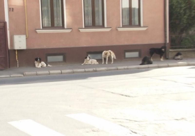 Cameră: Proiectul de lege privind câinii comunitari – vot final Cameră: Proiectul de lege privind câinii comunitari – vot final