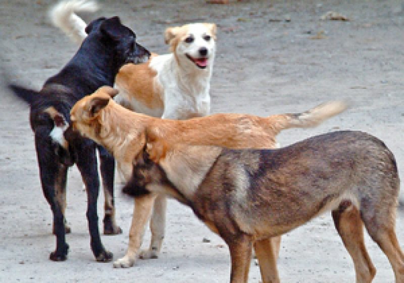Cât cheltuieşte statul cu oamenii muşcaţi de câinii fără stăpân