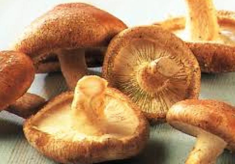 Doi copii şi părinţii acestora, în stare gravă după ce s-au intoxicat cu ciuperci Doi copii şi părinţii acestora, în stare gravă după ce s-au intoxicat cu ciuperci