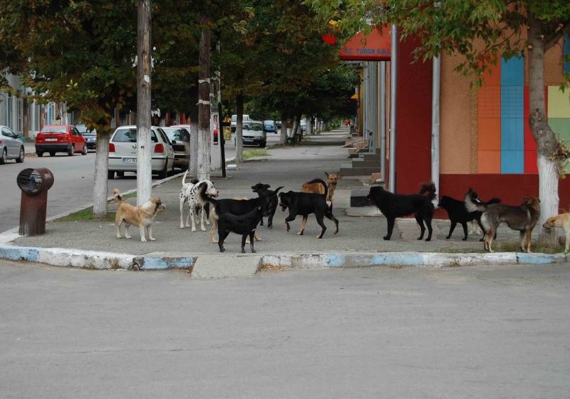 DOSAR PENAL, în cazul copilului omorât de câini vagabonzi. Parchetul instanţei supreme a preluat cauza