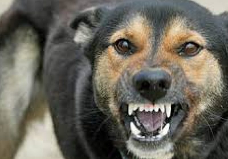 O fetiţă de trei ani DESFIGURATĂ DE UN CÂINE