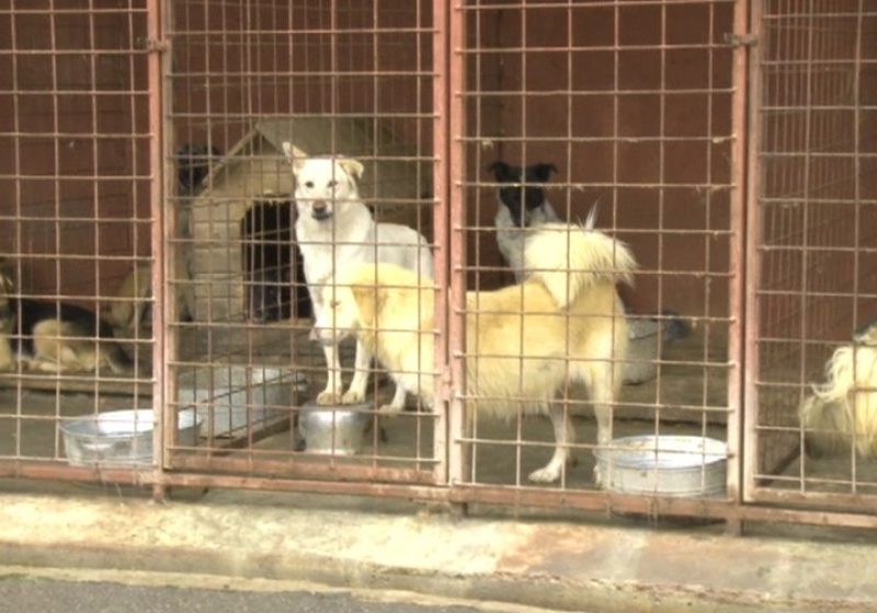 Legea privind eutanasierea câinilor nu respectă principiul bicameralismului
