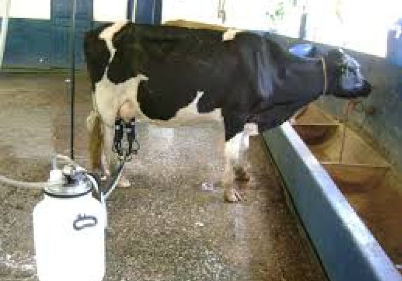 Scădere de 4,1% a cantităţii colectate de lapte de vacă, în primele şapte luni ale anului Scădere de 4,1% a cantităţii colectate de lapte de vacă, în primele şapte luni ale anului