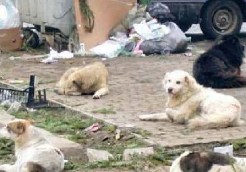 "În afară de istericale, ONG-urile pentru protecţia animalelor nu au făcut nimic". Află cine a făcut această declaraţie!
