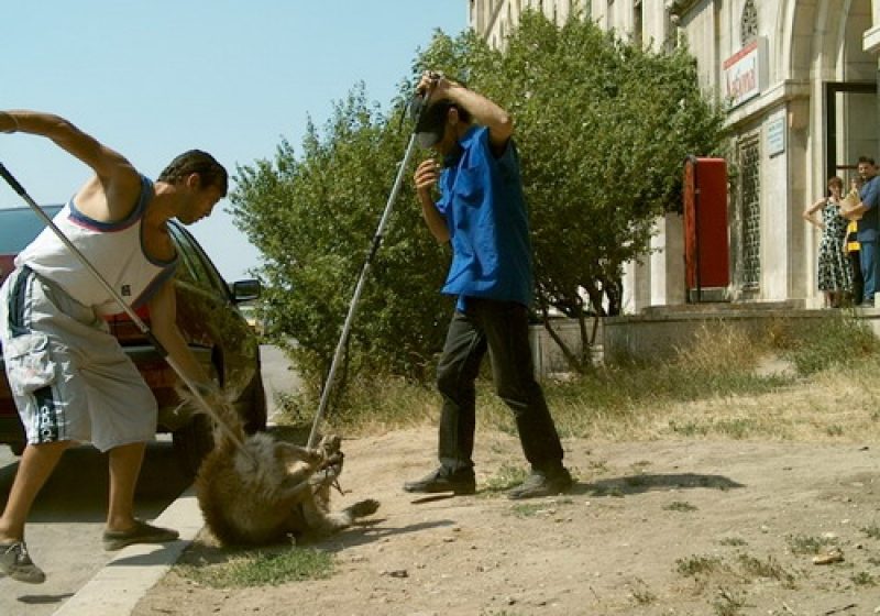 "Nu-mi omorâţi cel mai bun prieten". Ce soluţii propun iubitorii de animale pentru maidanezi