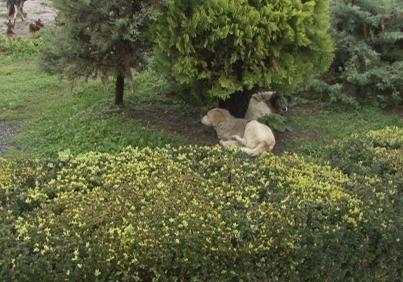 SIGHET: Campania de sterilizare a câinilor şi pisicilor din Sighet s-a terminat cu două zile mai repede