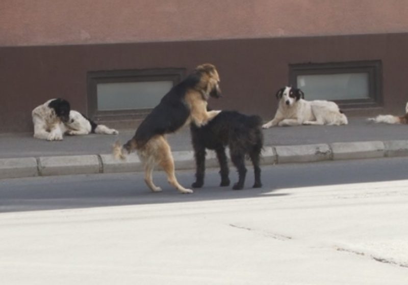 SIGHET: Vezi VIDEO – Părerile sighetenilor sunt împărţite atunci când se deschide subiectul câinlor fără stăpân SIGHET: Vezi VIDEO – Părerile sighetenilor sunt împărţite atunci când se deschide subiectul câinlor fără stăpân
